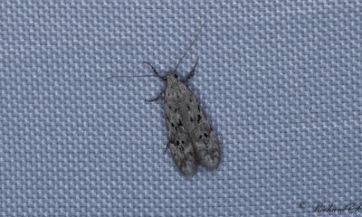 Gr bjrkkantmal - Black-speckled Groundling (Carpatolechia proximella)