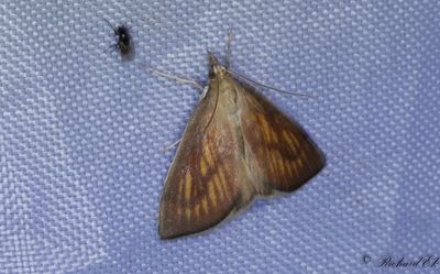 Jättestarrsmott (Nascia cilialis)