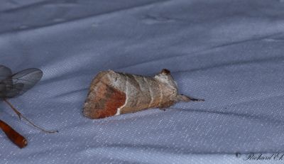 Rödgrå högstjärt - Chocolate-tip (Clostera curtula)