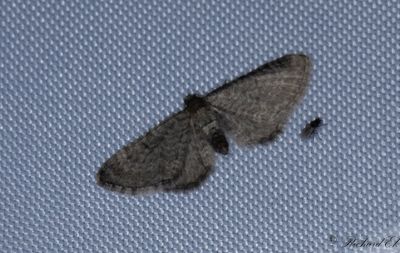 Kovallmalmätare - Lead-coloured Pug (Eupithecia plumbeolata)