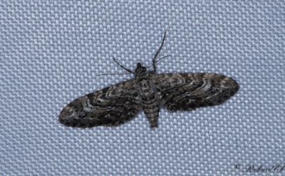 Ljungmalmätare - Narrow-winged Pug (Eupithecia nanata)