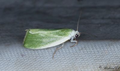 Grön pilspinnare - Cream-bordered Green Pea (Earias clorana)