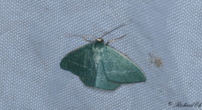 Ljunglundmtare - Small Grass Emerald (Chlorissa viridata)
