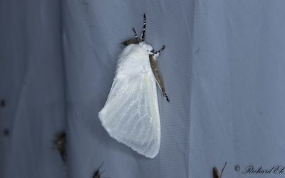 Videspinnare - White Satin Moth (Leucoma salicis)