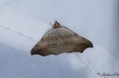 Sikelfly - Beautiful Hook-tip (Laspeyria flexula)