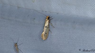 Trepunktsbomal (Tinea trinotella)