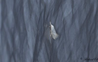 Silvergrsmal - Swan-feather Dwarf (Elachista argentella)