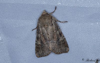Sädesängsfly - Rustic Shoulder-knot (Apamea sordens)