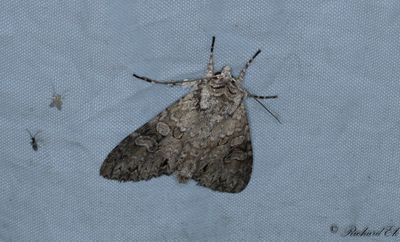 Dimlundfly - Grey Arches (Polia nebulosa)