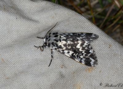 Munkfly (Panthea coenobita)