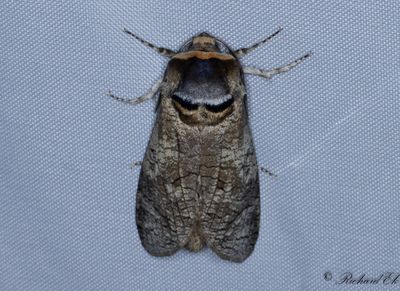Större träfjäril - Goat Moth (Cossus cossus)