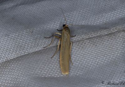 Gulpannad lavspinnare - Pigmy Footman (Eilema pygmaeolum)