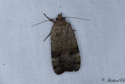 Storfläckigt bandfly (Noctua interposita)