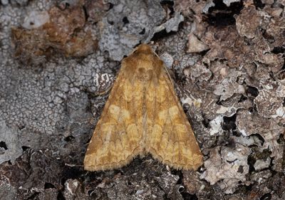 Glimrotsfly - Barrett's Marbled Coronet (Conisania luteago)