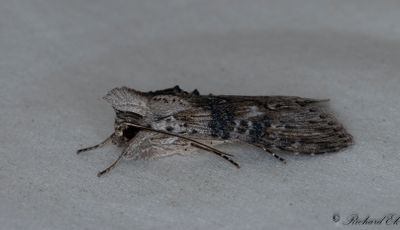Absintkapuschongfly - The Wormwood (Cucullia absinthii)