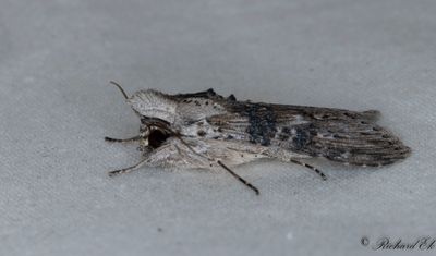 Absintkapuschongfly - The Wormwood (Cucullia absinthii)