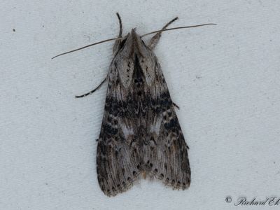 Absintkapuschongfly - The Wormwood (Cucullia absinthii)