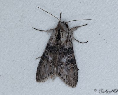 Absintkapuschongfly - The Wormwood (Cucullia absinthii)