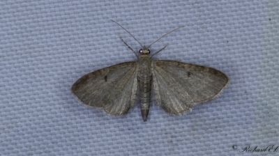 Kirsklsmalmtare (Eupithecia selinata)
