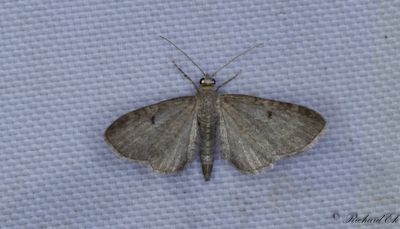 Kirskålsmalmätare (Eupithecia selinata)