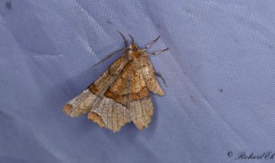 Urringad mnmtare - Lunar Thorn (Selenia lunularia)