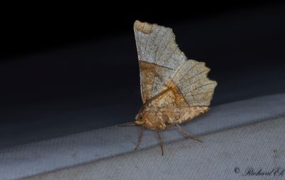 Urringad månmätare - Lunar Thorn (Selenia lunularia)