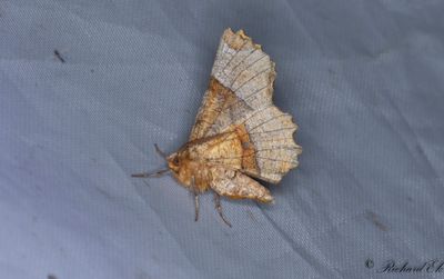Urringad mnmtare - Lunar Thorn (Selenia lunularia)
