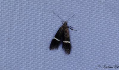 Vitfläckspalpmal (Syncopacma cinctella)