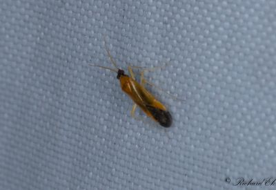 Phylus melanocephalus