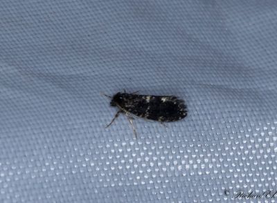 Algsäckspinnare - White-speckled Bagworm (Narycia duplicella)