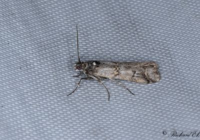 Alvarmolnmott (Khorassania compositella)