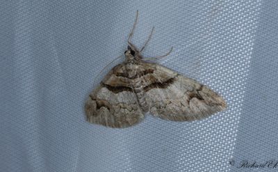 Berberisfältmätare - Barberry Carpet (Pareulype berberata)