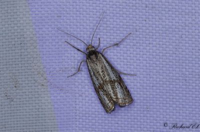 Bågbandsgräsmott (Thisanotia chrysonuchella)