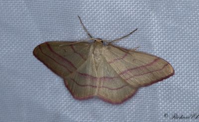 Lädermätare - Common Pink-barred (Rhodostrophia vibicaria)