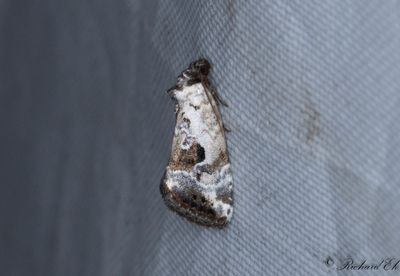 Mindre glansfly - Rosy Marbled (Elaphria venustula)
