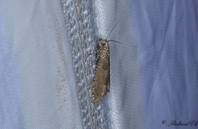 Rödklintsrotvecklare (Pelochrista caecimaculana)