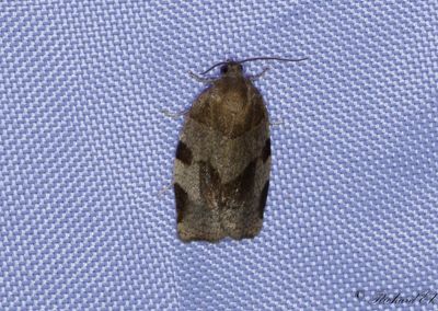 Rönnbredvecklare - Mountain-ash tortricid (Choristoneura hebenstreitella)