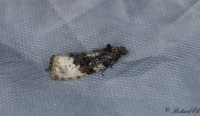 Rosenbrokvecklare (Hedya ochroleucana)