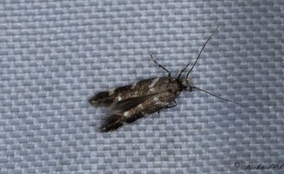 Fläcksilvermal (Eteobalea anonymella)