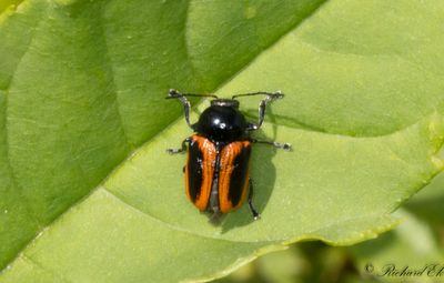 Tvflckig fallbagge (Cryptocephalus bipunctatus)