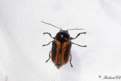 Tvflckig fallbagge (Cryptocephalus bipunctatus)