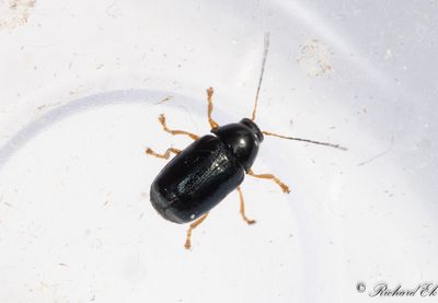 Svart fallbagge (Cryptocephalus nitidus)