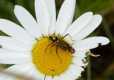 Miris striatus