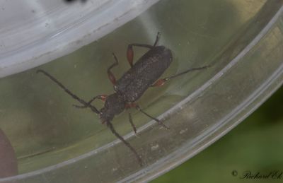 Rdbent gonbock (Ropalopus femoratus)