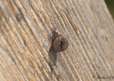 Sncksckspinnare - Snailcase Bagworm (Apterona helicoidella)