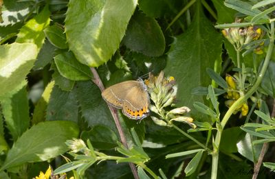 Busksnabbvinge - Black Hairstreak (Satyrium pruni) 