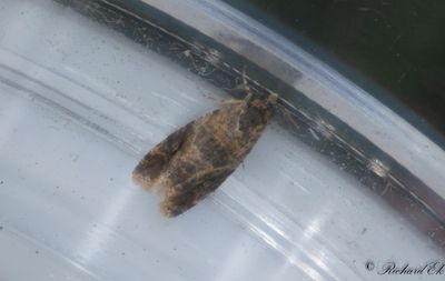 Spetsvingad skottvecklare - Oak Marble (Lobesia reliquana)