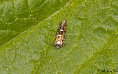 Lungrotsmal (Heliodines roesella)