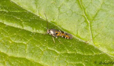 Lungrotsmal (Heliodines roesella)