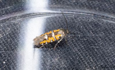 Lungrotsmal (Heliodines roesella)